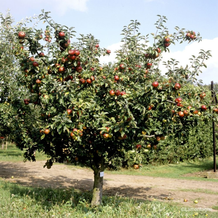 Pommier 'Melrose'