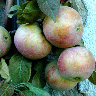 Pommier 'Grand Alexandre'