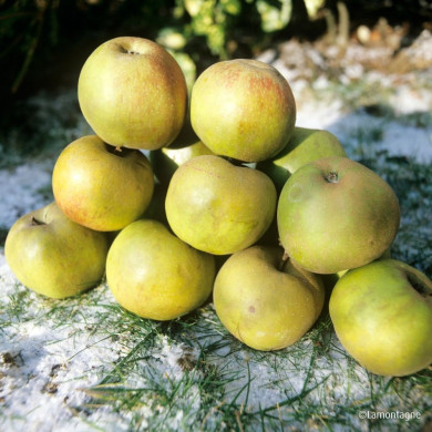 Pommier 'Belle de Boskoop'