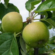 Pommier 'Benedictin'