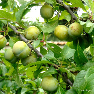 Prunier 'Reine Claude Dorée'