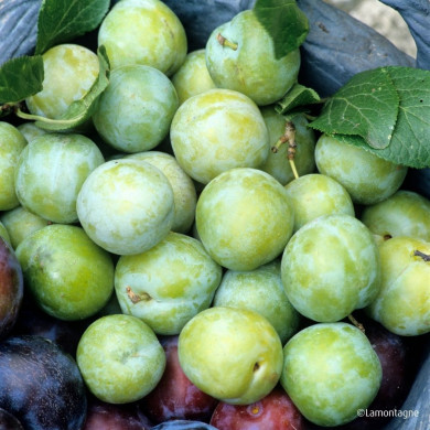 Prunier 'Reine Claude Verte'