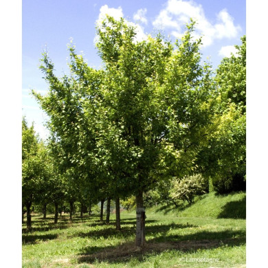 Prunier 'Prune d'Ente'