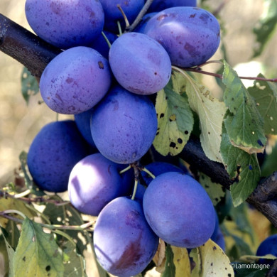 Prunier 'Prune d'Ente'