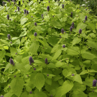 Agastache rugosa 'Golden Jubilee'