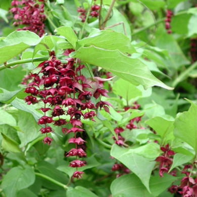 Leycesteria formosa