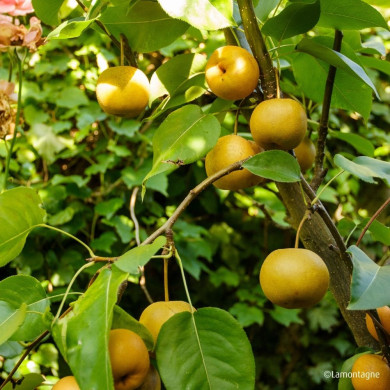 Pyrus pyrifolia 'Shinseiki'