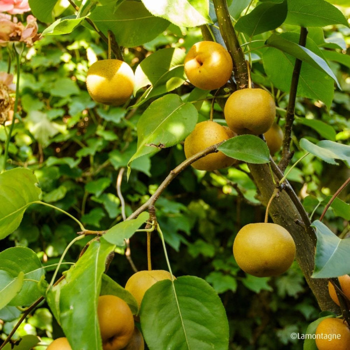 Pyrus pyrifolia 'Shinseiki'