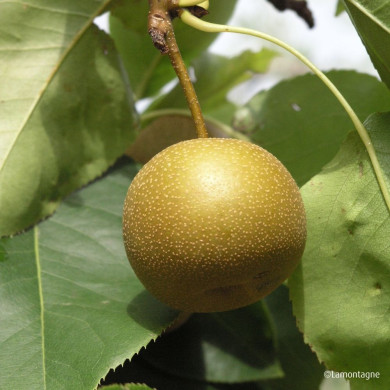 Pyrus pyrifolia 'Kosui'