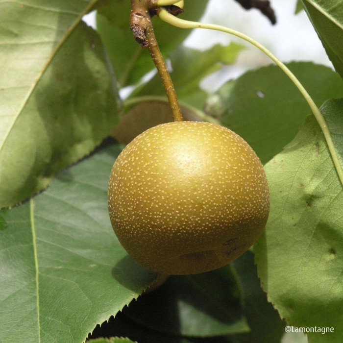 Pyrus pyrifolia 'Kosui'