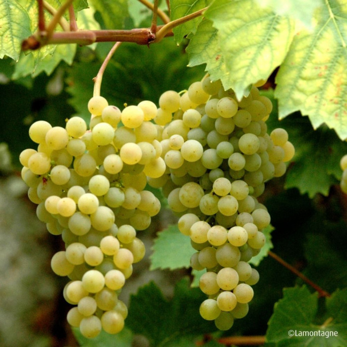 Vigne de table Ampelia® 'Perdin'