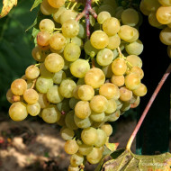 Vigne de table Ampelia® 'Amandin'