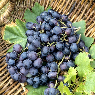 Vigne de table 'Alphonse Lavallée'