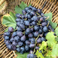 Vigne de table 'Alphonse Lavallée'
