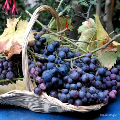 Vigne de table 'Cardinal'