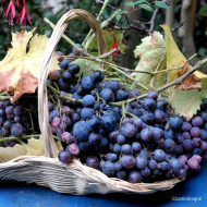 Vigne de table 'Cardinal'