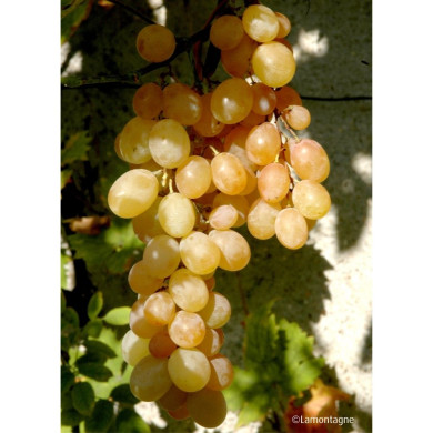 Vigne de table 'Italia'