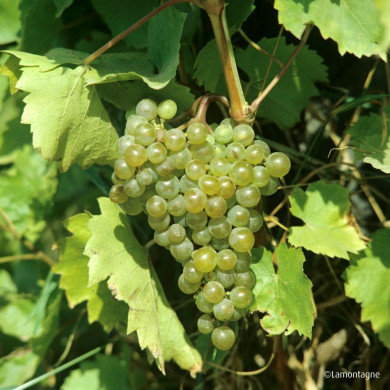 Vigne de table 'Chasselas Doré de Fontainebleau'