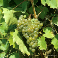Vigne de table 'Chasselas Doré de Fontainebleau'