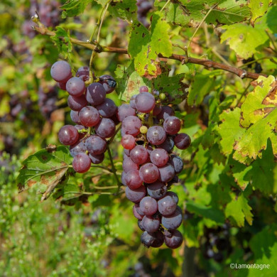 Vigne de table 'Chasselas Rose'