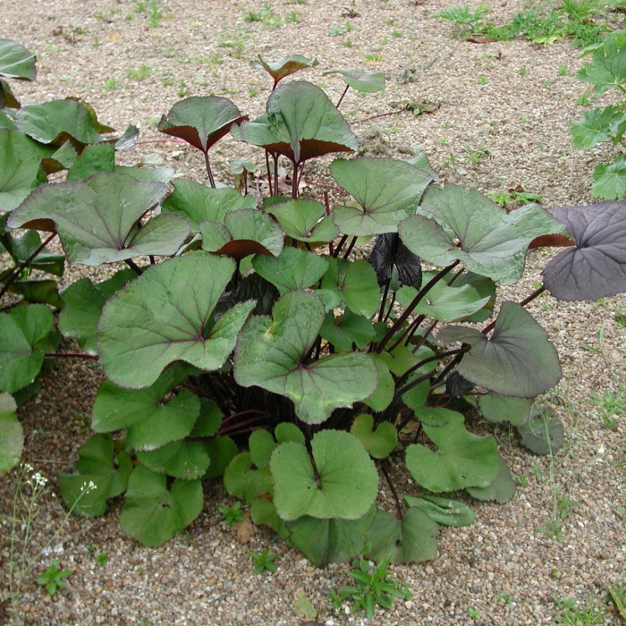 Ligularia dentata