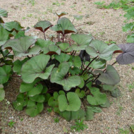 Ligularia dentata