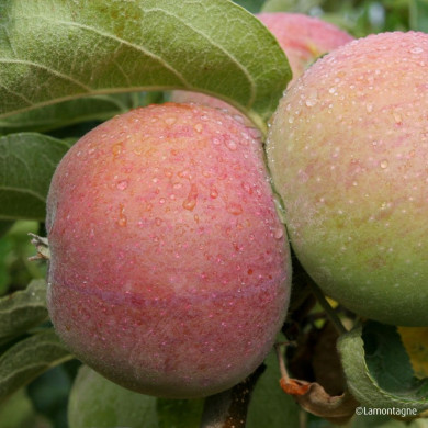 Pommier 'Calville Rouge d'Hiver'