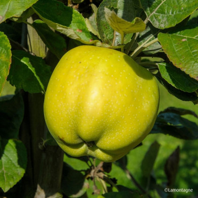 Pommier 'Calville Blanc'