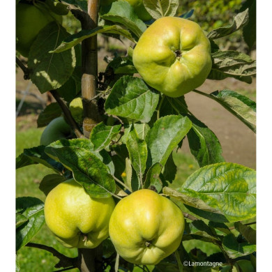 Pommier 'Calville Blanc'