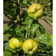 Pommier 'Calville Blanc'