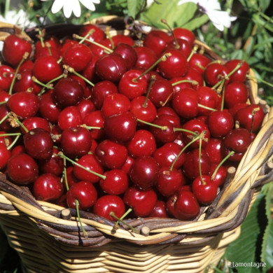 Cerisier bigarreau 'Reverchon'