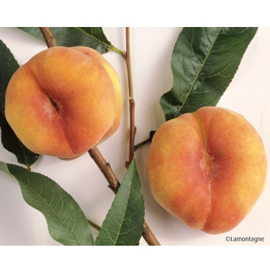 Pêcher Flatpretty®