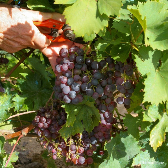 Vigne de table Ampelia® 'Aladin'