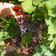 Vigne de table Ampelia® 'Aladin'