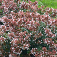 Abelia Raspberry Profusion