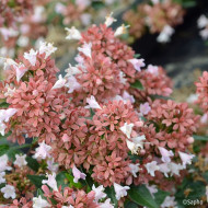 Abelia Raspberry Profusion