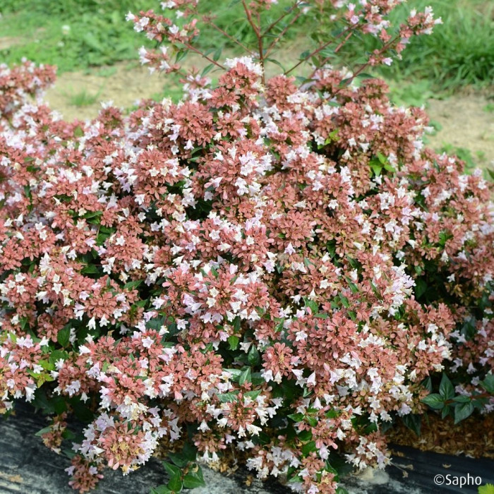 Abelia Raspberry Profusion