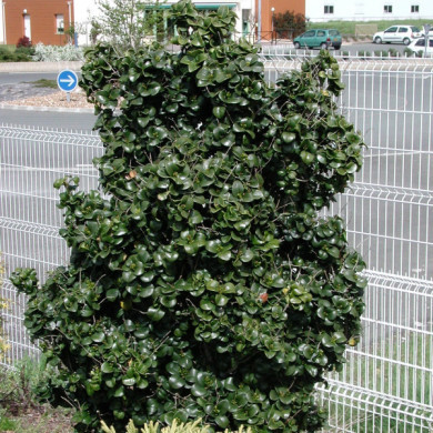 Ligustrum japonicum 'Rotundifolium '