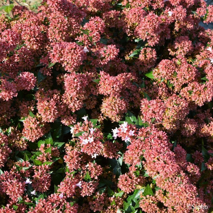 Abelia Raspberry Profusion