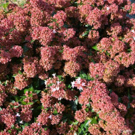 Abelia Raspberry Profusion