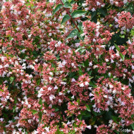 Abelia Raspberry Profusion