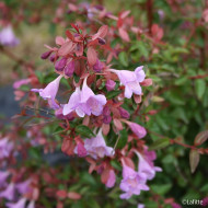 Abelia x grandiflora Pink Pong 'Abenov41'