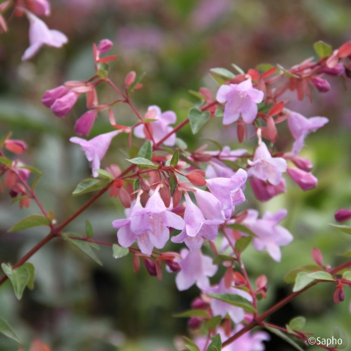 Abelia x grandiflora Pink Pong 'Abenov41'