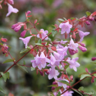 Abelia x grandiflora Pink Pong 'Abenov41'