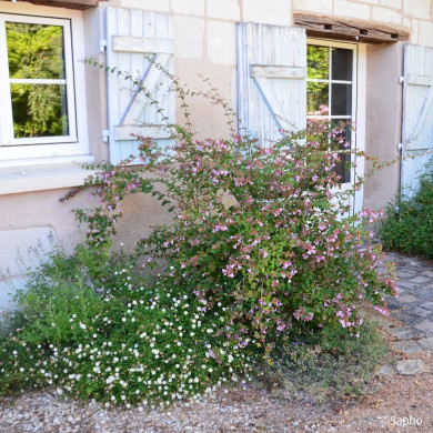 Abelia x grandiflora Pink Pong 'Abenov41'