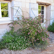 Abelia x grandiflora Pink Pong 'Abenov41'
