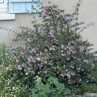 Abelia x grandiflora Pink Pong 'Abenov41'