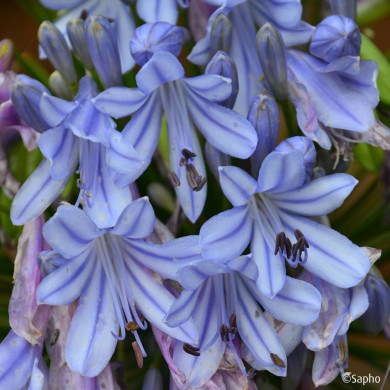 Agapanthus africanus 'Panaga' BLUE INFINITY®