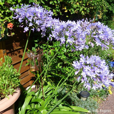 Agapanthus africanus 'Panaga' BLUE INFINITY®
