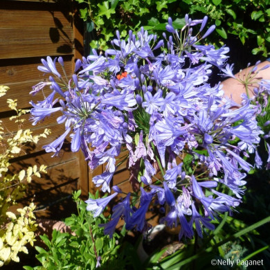 Agapanthus africanus 'Panaga' BLUE INFINITY®